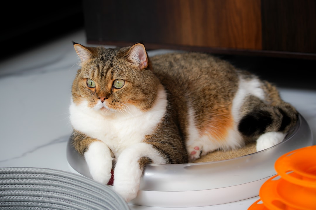 The Benefits of Orijen Cat Food for Optimal Feline Health